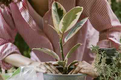 Saksılı Süs Bitkileri Yetiştirme Atölyesi
