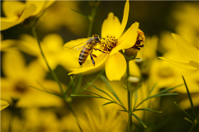 Arılarla Polinasyon Atölyesi