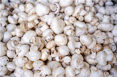 Beyaz Şapkalı Kültür Mantarı (Agaricus Bisporus) Yetiştiriciliği