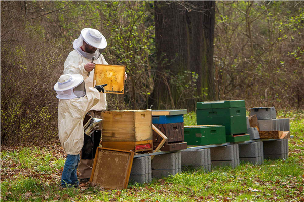 Arı Ürünlerinin Üretimi ve Pazarlanması