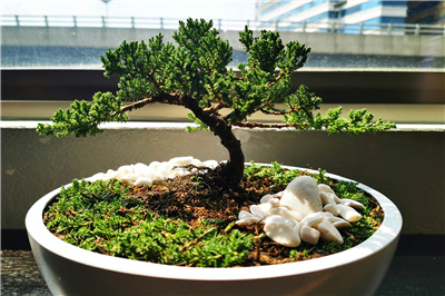 Bonsai Yapımı Atölyesi